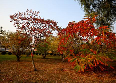 重庆医药高等专科学校 重庆医药高等专科学校