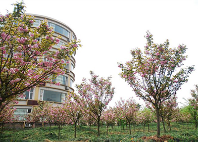 重庆幼儿师范高等专科学校 重庆幼儿师范高等专科学校
