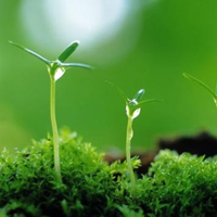 植物保护