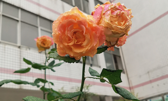 项城市中等专业学校
